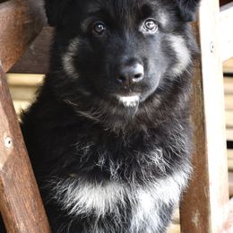 Stir it Up - Black and silver Shiloh Shepherd puppy in Tenafly, New Jersey from Island Shilohs