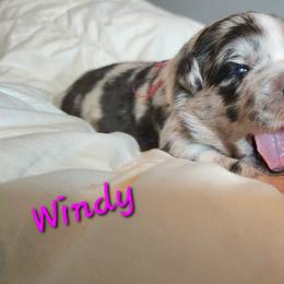 Windy - Blue merle female Australian Shepherd puppy in Dalton, Georgia from Furtabulous Paws Australian Shepherds & Border Collies