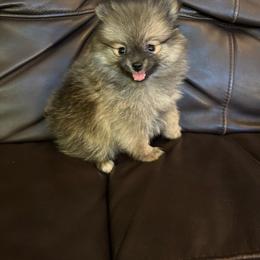 Hazel - Cream sable female Pomeranian puppy in Texas from Tiny Tornado Poms