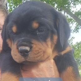 Boy 3 - Black and mahogany male Rottweiler puppy in De Witt, Iowa from Irish Eyes Kennels
