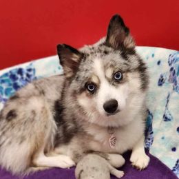 Oreo - Pomsky