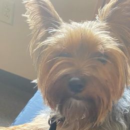 Yorkshire Terriers from My Yorkies