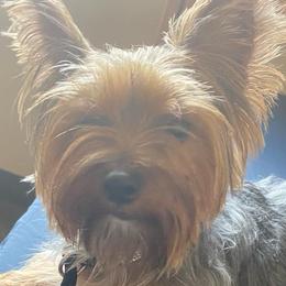 Yorkshire Terriers from My Yorkies
