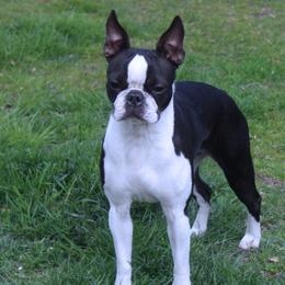 Boston Terriers, Cavalier King Charles Spaniels, French Bulldogs, and Golden Retrievers from Promise Land