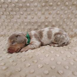Puppy 5 - Fawn (isabella) and tan male Dachshund puppy in Krum, Texas from Dots N Spots Dachshunds
