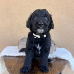 George Weasley - Black male Bordoodle puppy in Valley Center, California from Circle R Valley Farms