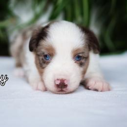 Jimmy - Red merle male Miniature American Shepherd puppy in Battle Ground, Washington from Casita Miniature American Shepherds