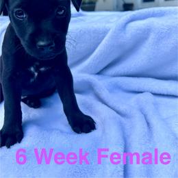 Patterdale Terrier Puppies from Patterdales For You!