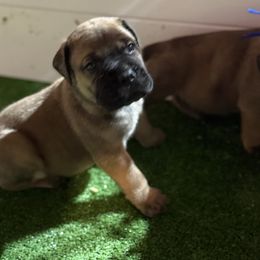 Boy 6 - Fawn male Bullmastiff puppy in Otisfield, Maine from Boulder Ridge Kennels