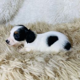 Opal READY X-MAS WEEK - Piebald female Dachshund puppy in Purdy, Missouri from Shotgun Pups