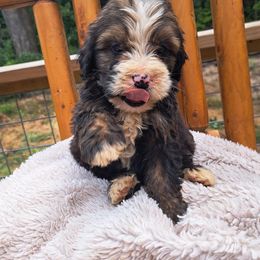 Assorted Doodle Crosses, Bernedoodle, Goldendoodle, and Poodle Puppies from Williams Lake Doodles