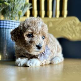 Frost - Apricot male Poodle puppy in Adolphus, Kentucky from Deerly Poodles