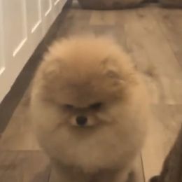 Pomeranian Puppies from Pardi Poms