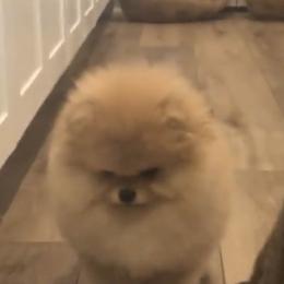 Pomeranian Puppies from Pardi Poms