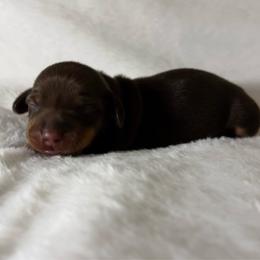 Maverick - Chocolate and tan male Dachshund puppy in Glen Saint Mary, Florida from 🍯 Honey Pot Dachshunds 🐾
