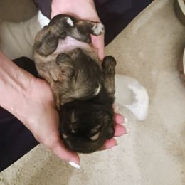 Shih Tzu Puppies from Peterson Shih Tzus