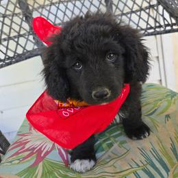 Girl 3 - Black and tan female Corgipoo puppy in Junction, Utah from Sugar Doodles