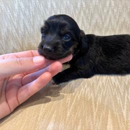 Cylee x Bandit lime green collar - Brindle female Dachshund puppy in Delano, Tennessee from Olive Branch Acres