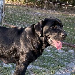PIper - Labrador Retriever