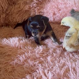 Yorkshire Terrier Puppies from The Yorkie House