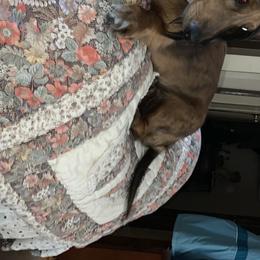 Dachshunds from Tiny Dancer Dachshunds