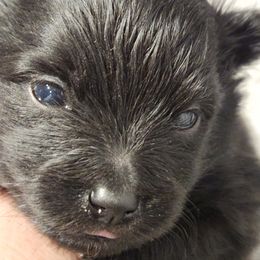 Pomeranian Puppies from Uniting Families Pomeranians