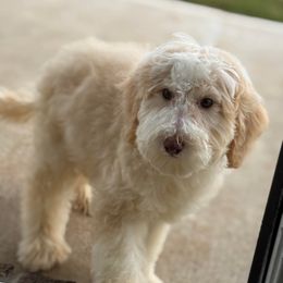Noodle - Cream male Assorted Doodle Crosses puppy in Jackson, Georgia from LaiCi Doodles