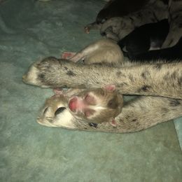 Pomsky Puppies from Eclipse Pomsky’s