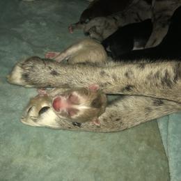 Pomsky Puppies from Eclipse Pomsky’s