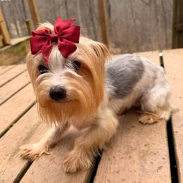 Chloe - Parti female Yorkshire Terrier puppy in Georgia from Nalley Kennels