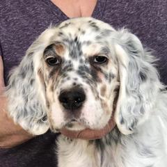 English Setters from Julie's English Setters
