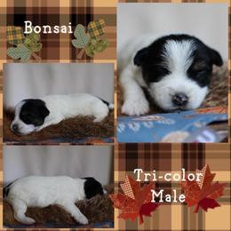 Bonsai - Tri-color male Russell Terrier puppy in Viper, Kentucky from Mountain Top