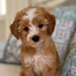 Nugget- red - Red  male Goldendoodle puppy in Beckley, West Virginia from By Design Doodles