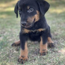 Beauceron and Doberman Pinscher Puppies from Elitehaus