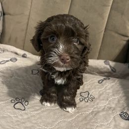 Penny - Chocolate female Havanese puppy in Portage, Indiana from Happiness in Havanese
