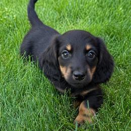 Dakota - Black and tan male Dachshund puppy in Salem, Oregon from Longdox Mini Dachshunds