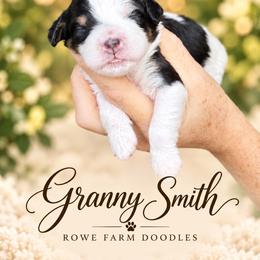 Granny Smith - Tri-color female Bernedoodle puppy in Henry, Illinois from Rowe Farms Doodles