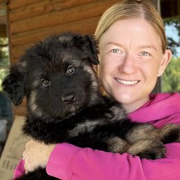 Blue collar - Black and tan male German Shepherd puppy in Newburyport, Massachusetts from Runchkin Hill Farm and Kennel