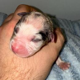 Alfredo - Blue merle male Australian Shepherd puppy in Anniston, Alabama from All Hale Aussies
