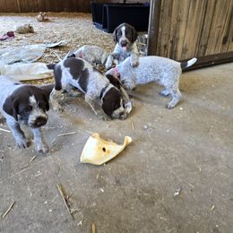 German Wirehaired Pointer Puppies from Paulette Gamroth's German Wirehaired Pointers