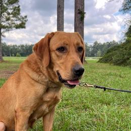 Shelby - Labrador Retriever