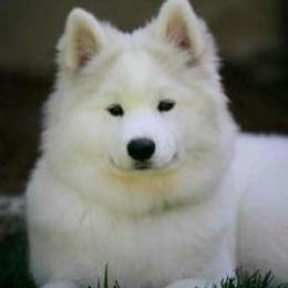 Samoyed Puppies from Firecloud Samoyeds