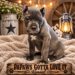 Sleepy - Gray brindle male Cane Corso puppy in El Paso, Texas from PaPaws Gotta Love It Kennels