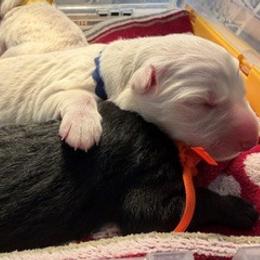 Boy 1 - White male German Shepherd puppy in Valley Springs, South Dakota from Von Pasch German Shepherds