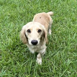 Max - Dachshund