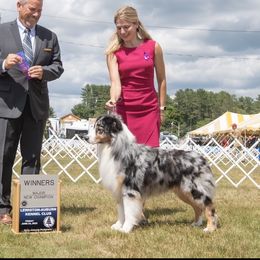 Sig - Australian Shepherd
