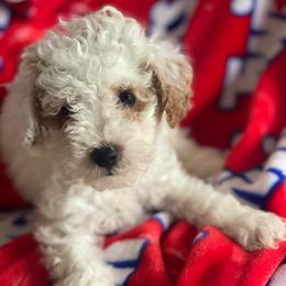 Stormy - Parti male Goldendoodle puppy in Cumberland, Rhode Island from minigoldendoodlesofRI