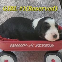 Girl 1 - Tri-color female Bernedoodle puppy in Ball Ground, Georgia from Foothills Family Doodles