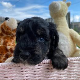 Sammy - Black and silver male Miniature Schnauzer puppy in Bixby, Oklahoma from The beansprouts