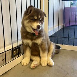 Orion - Red and white male Siberian Husky puppy in Swansea, Illinois from Husky B's